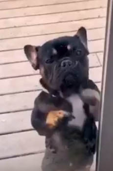��Ի��� Dance ��Ի�մ��͵š